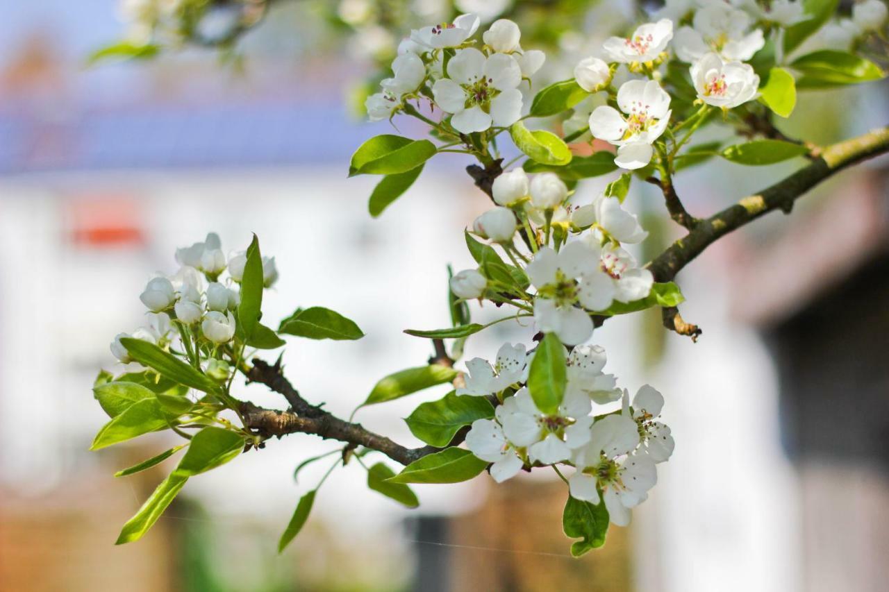 An Der Hainmuehle 뤼벤 외부 사진